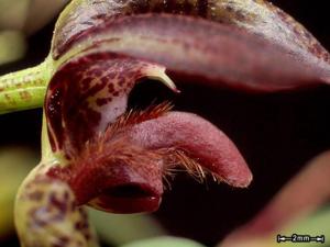 Bulbophyllum lasiochilum