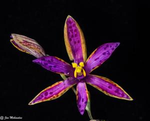 Thelymitra speciosa