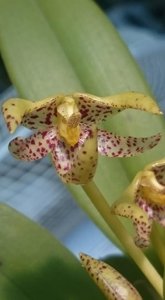 Bulbophyllum baileyi
