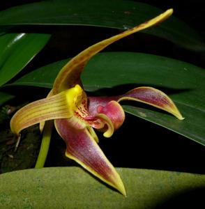 Bulbophyllum lobbii subsp. lobbii
