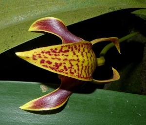 Bulbophyllum lobbii subsp. lobbii
