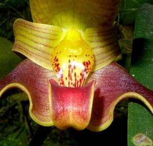 Bulbophyllum lobbii subsp. lobbii