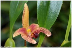 Bulbophyllum lobbii subsp. breviflorum