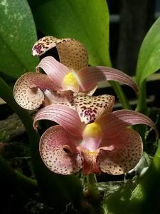 Bulbophyllum lobbii subsp. breviflorum