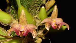 Bulbophyllum lobbii subsp. breviflorum