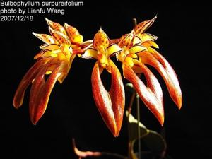 Bulbophyllum longibrachiatum