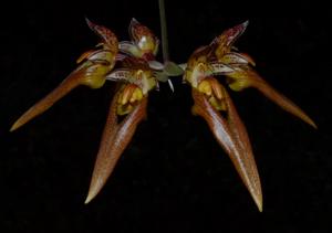 Bulbophyllum longibrachiatum