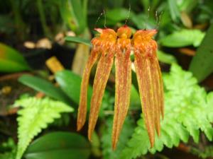 Bulbophyllum longiflorum