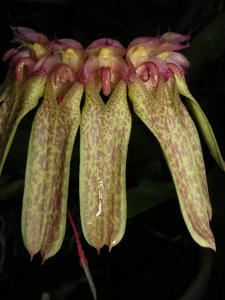 Bulbophyllum longiflorum