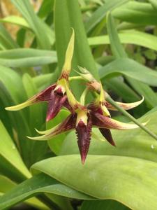 Bulbophyllum longiscapum