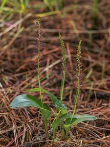 Tamayorkis porphyrea