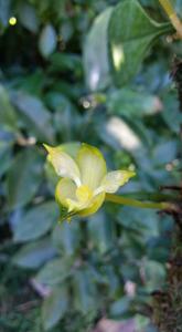 Bulbophyllum macranthoides