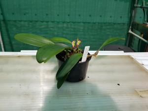 Bulbophyllum macranthum