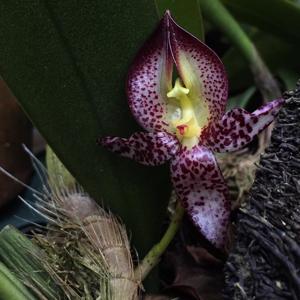 Bulbophyllum macranthum