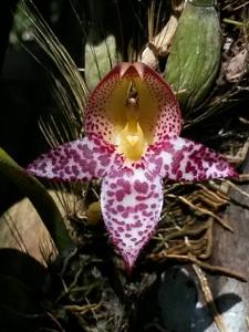 Bulbophyllum macranthum