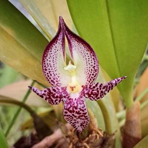 Bulbophyllum macranthum