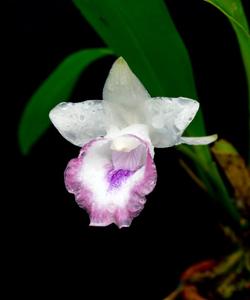 Warczewiczella marginata