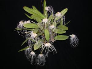 Bulbophyllum medusae
