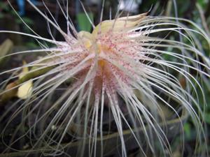 Bulbophyllum medusae