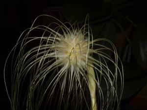 Bulbophyllum medusae