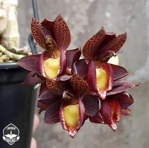 Catasetum pulchrum