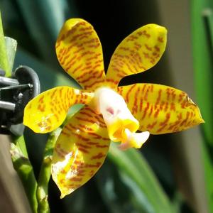 Phalaenopsis fasciata