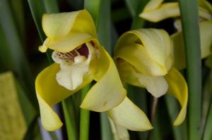 Maxillaria chrysantha