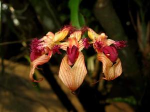 Bulbophyllum ornatissimum