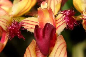 Bulbophyllum ornatissimum