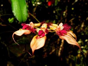 Bulbophyllum ornatissimum