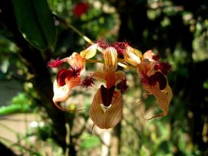 Bulbophyllum ornatissimum