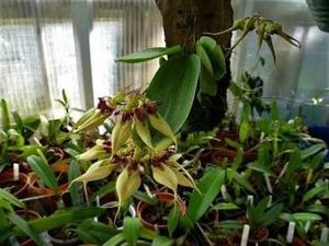 Bulbophyllum ornatissimum