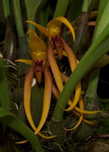 Bulbophyllum papulosum