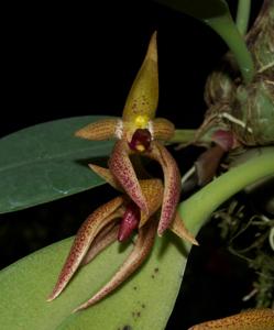 Bulbophyllum papulosum