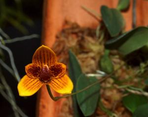 Bulbophyllum pardalotum