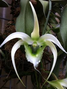 Erasanthe henrici