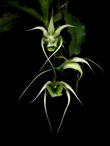Erasanthe henrici
