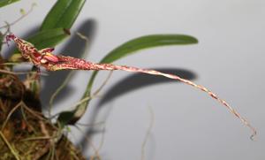 Bulbophyllum putidum