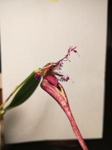 Bulbophyllum putidum