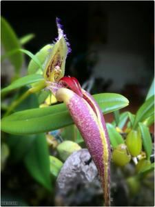 Bulbophyllum fascinator