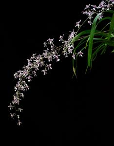 Oncidium incurvum