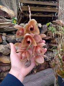 Acineta superba