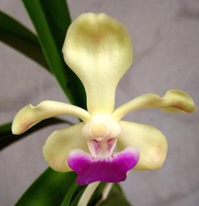 Vanda ustii