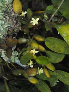 Dendrobium nativitatis