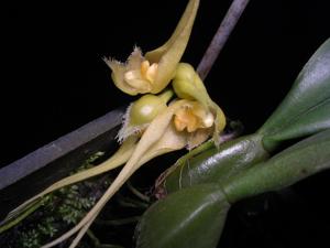 Bulbophyllum sanguineopunctatum