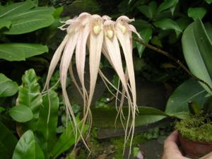Bulbophyllum sanguineopunctatum