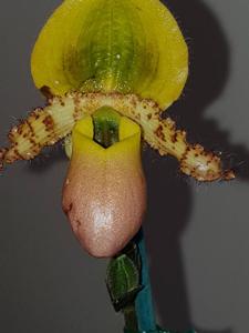 Paphiopedilum primulinum var. purpurascens