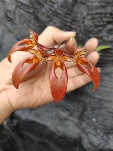 Bulbophyllum longibrachiatum