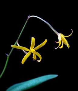 Cattleya vasconcelosiana