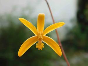 Cattleya vasconcelosiana